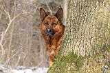 BERGER ALLEMAND 516